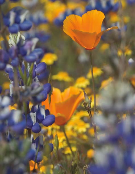 Poppies and lupine